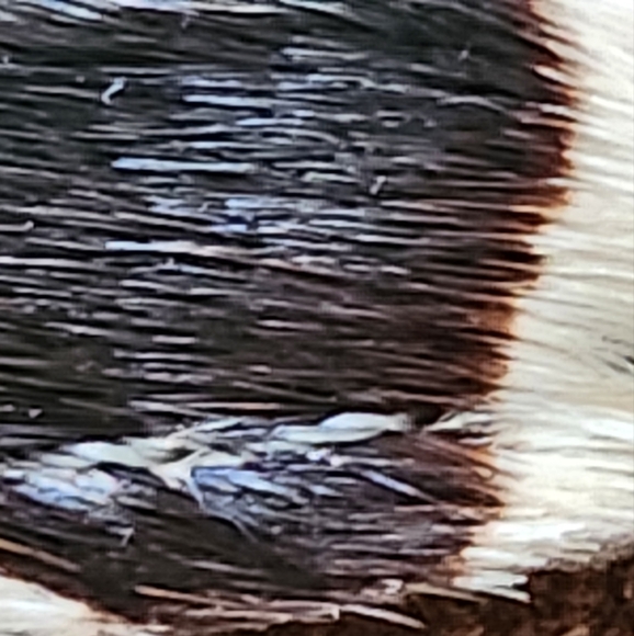 Suede/Leather Small Bag/Wallet with Hair on Cowhide - Picture 11 of 16